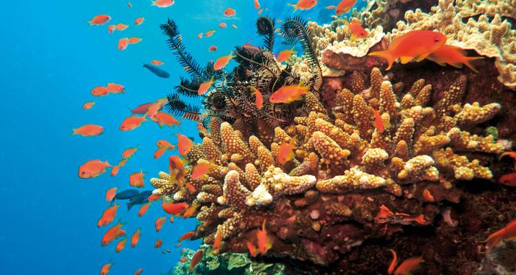 Underwater photo of a coral reef teeming with colorful fish.