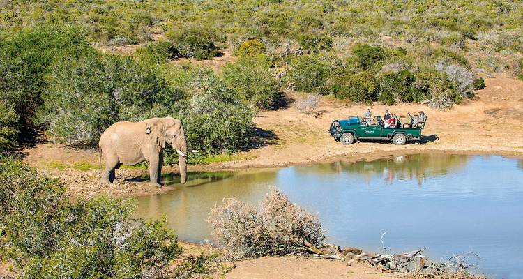 Elefant an einer Wasserstelle mit Safari-Fahrzeug und Touristen.