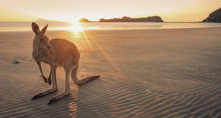 A kangaroo on a sandy beach at sunrise or sunset with the ocean in view.