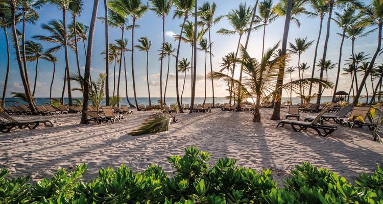 Palm trees casting shadows on a beach at sunset.