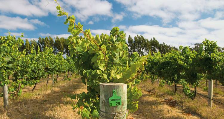 Weinberg mit üppigen grünen Weinreben unter einem blauen Himmel