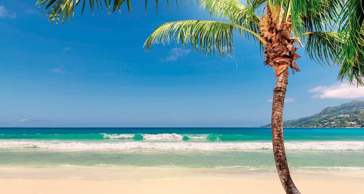 Tropical beach scene with a palm tree and ocean waves.