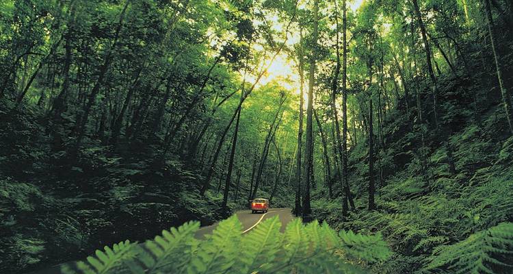 Vintage vehicle drives a narrow jungle road surrounded by towering green rainforest.