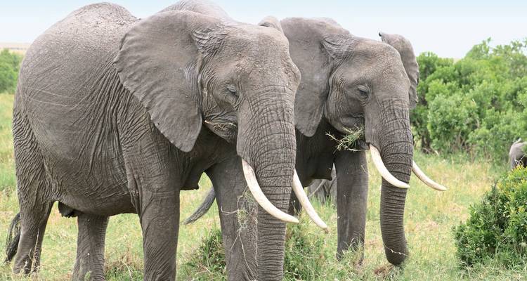 Dos elefantes parados en un área con hierba con árboles en el fondo.