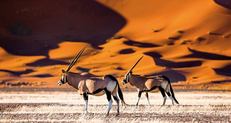 Twee oryx lopen aan de rand van oranje zandduinen.