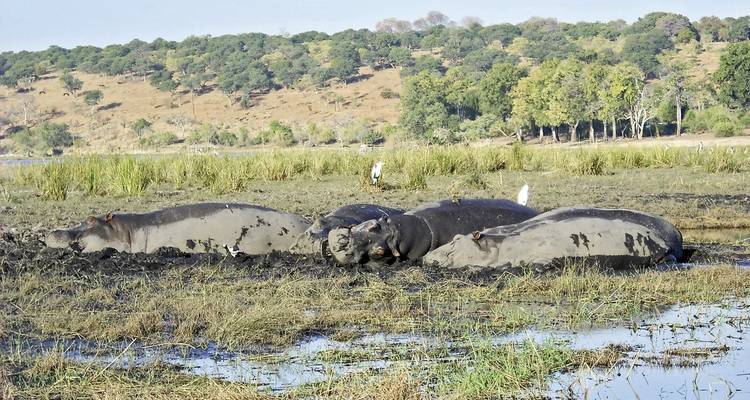 Group of hippos resting in a muddy water body.