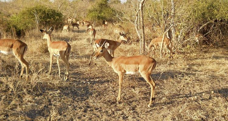 Group of impalas in a dry grassland with bushes.