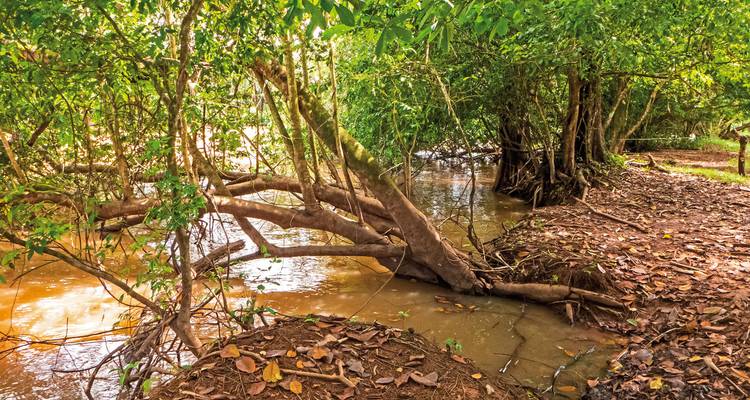 Dense forest with fallen logs near a water body.
