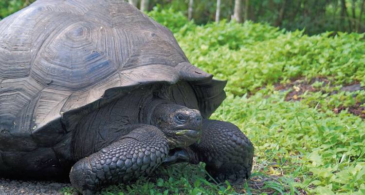 Close-up van een reuzenschildpad op gras.