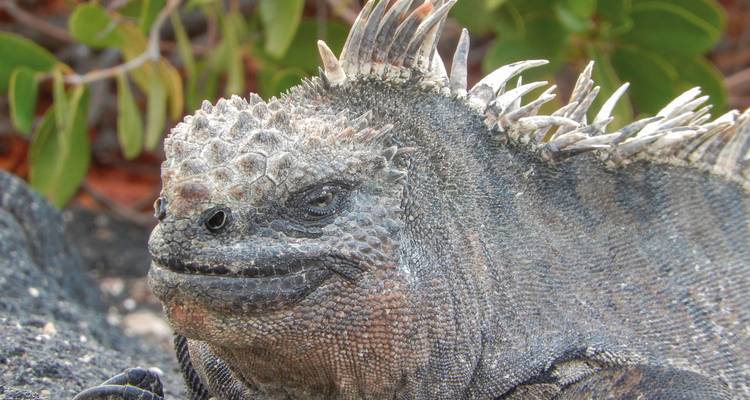 Close-up van een zeeleguaan met ruwe huid.