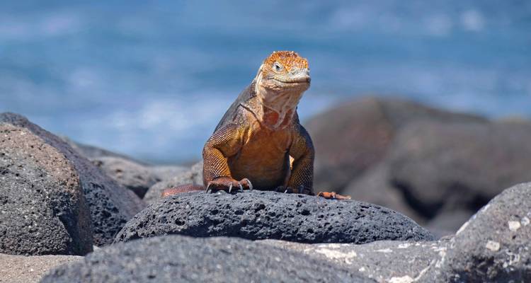Lava hagedis op vulkanische rotsen met oceaan op de achtergrond.