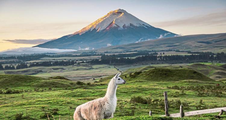 Lama met de Cotopaxi-vulkaan op de achtergrond.