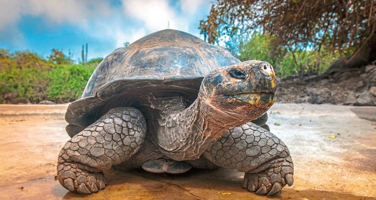 Reuzenschildpad in een natuurpark omgeving.