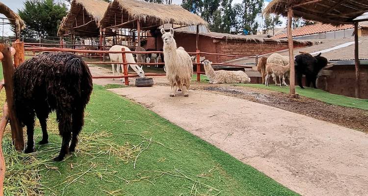 Gruppe von Alpakas oder Lamas in einer Farmumgebung mit Hütten.