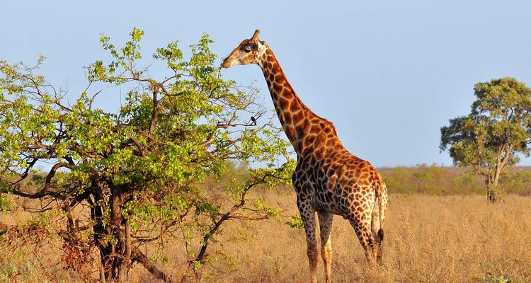Giraffe pauzeert naast een klein bladrijk boompje in de zonnige savanne.