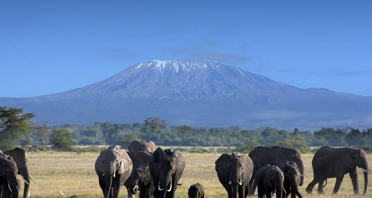 Kudde olifanten steekt de Amboseli-vlakte over met de sneeuwbedekte Mount Kilimanjaro die majesteitelijk op de achtergrond uittorent.
