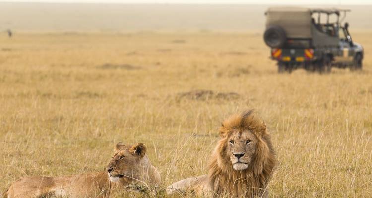 Een mannelijke leeuw ligt in het gras terwijl een safariauto op afstand observeert op de open savanne.