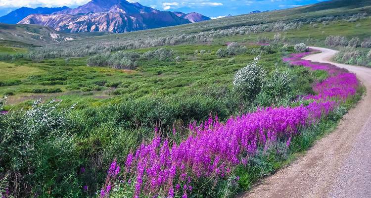 Un sinuoso camino de grava bordeado de flores silvestres moradas brillantes que atraviesa la tundra verde ondulante hacia montañas nevadas bajo un cielo azul.