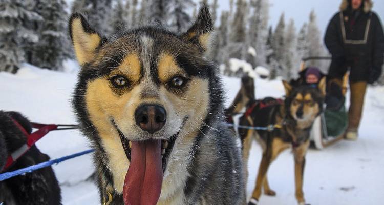 Chien de traîneau heureux avec la langue pendante au premier plan d'une piste enneigée tandis que le conducteur de traîneau dirige une meute de chiens de traîneau dans la forêt hivernale de l'Alaska.