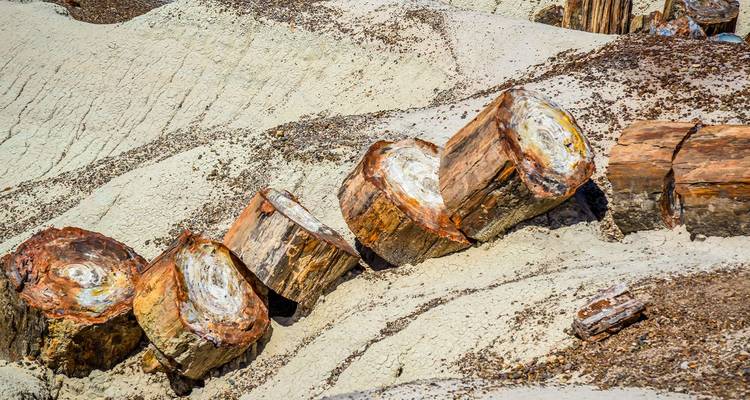 Les troncs d'arbres pétrifiés gisent éparpillés comme des billes de pierre sur un paysage désertique pâle.