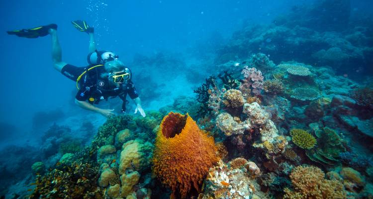 Buceador explorando un arrecife de coral vibrante bajo el agua.