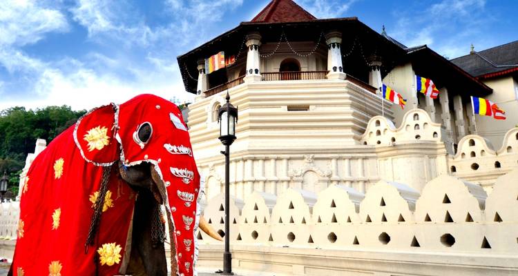 Decorated temple elephant stands before the Temple of the Tooth's ornate white façade in Kandy