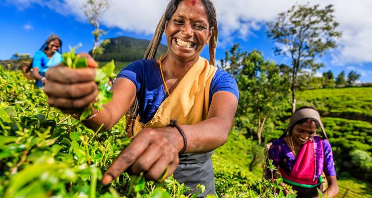 Smiling tea pickers pluck fresh leaves on a sunlit plantation with vivid greenery
