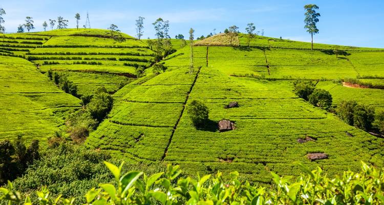 Rolling green tea plantations under a clear blue sky in Sri Lanka's highlands