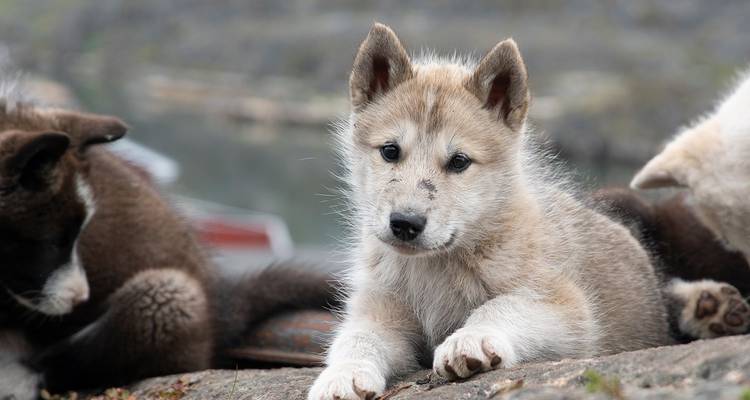 Close-up of an adorable sled-dog puppy lying on a rock and looking at the camera.