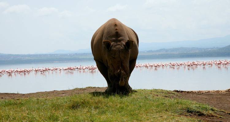 Einsames Nashorn blickt in die Kamera am Seeufer mit einer Reihe rosa Flamingos quer über das Wasser.