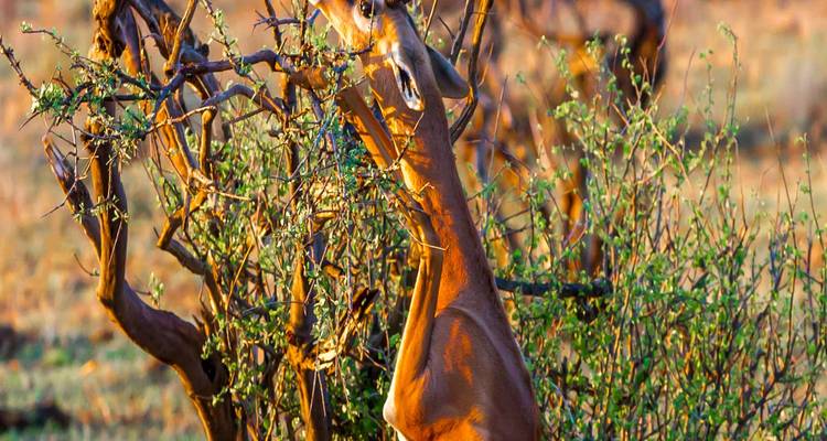 Gerenuk-Antilope, auf Hinterbeinen stehend, äst an dornigem Buschwerk, gebadet in warmem Morgenlicht.