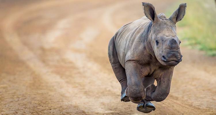 Junges Rhinozeros läuft energisch entlang einer Feldweg, Bewegung eingefangen vor verschwommenem Hintergrund.