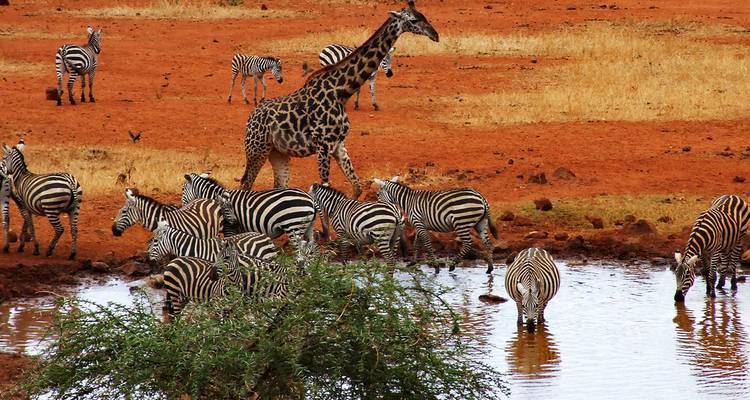 Een giraffe en zebra's verzameld bij een drinkplaats op een roodaarde landschap.