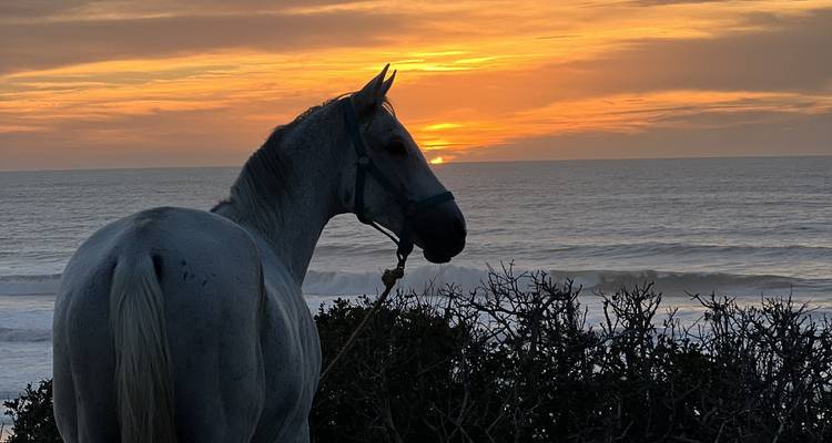 Pferd, das bei Sonnenuntergang steht, mit dem Ozean im Hintergrund.