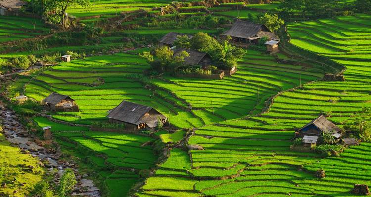 Lush rice terrace landscape with houses and trees in the sunlight.