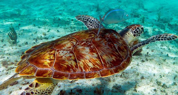 Meeresschildkröte schwimmt unter Wasser mit einem Fisch.