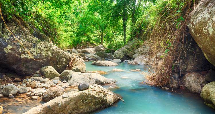 Ruhiger Bach, der durch einen üppigen Wald mit großen Felsen fließt.