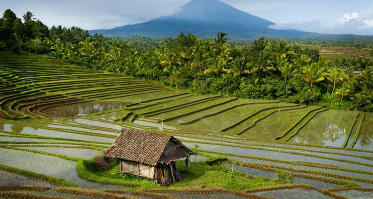 Reisterrassen mit einer Holzhütte und Bergen im Hintergrund.