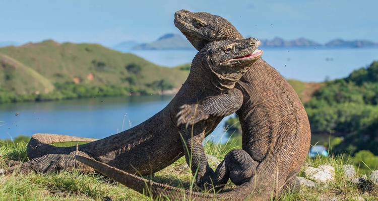 Zwei Komodowarane auf einem grasbewachsenen Hügel mit Blick auf das Wasser.