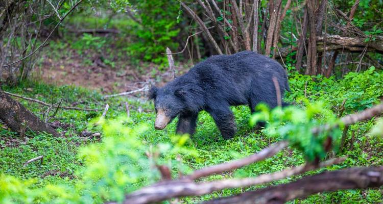 Ein Bär, der durch ein grünes Waldgebiet läuft.