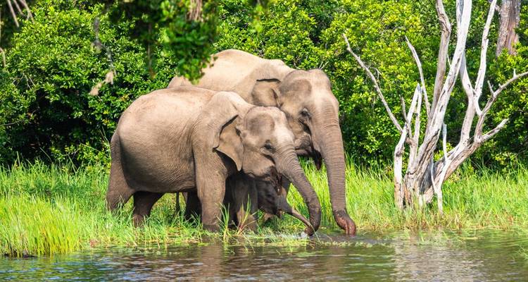 Zwei Elefanten trinken Wasser in einem üppig grünen Gebiet an einem Fluss.