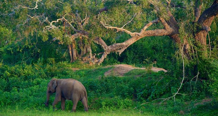 Ein Elefant, der in einer üppigen, grünen Waldumgebung grast.