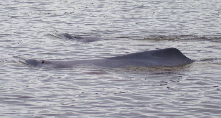 Two dolphins swimming near the water's surface.