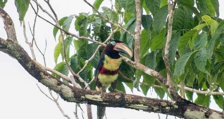 A toucan perched on a tree branch among leaves.