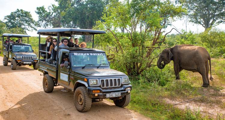 Safari jeeps die een olifant in het wild bekijken.