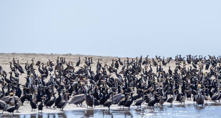 Een grote zwerm vogels verzamelde zich op een strand naast het water.
