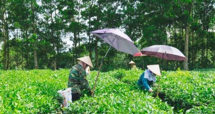 Agriculteurs travaillant dans une plantation de thé.