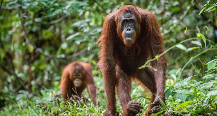 Dos orangutanes caminando por un bosque denso.