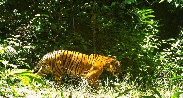 Tigre caminando a través del denso follaje de la selva.