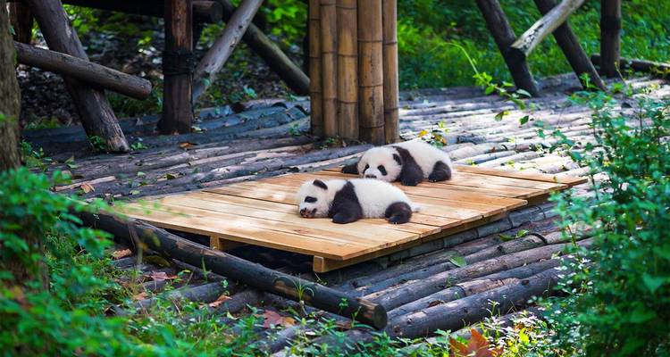 Dos adorables cachorritos panda duermen la siesta en una plataforma de madera rodeados de vegetación exuberante.